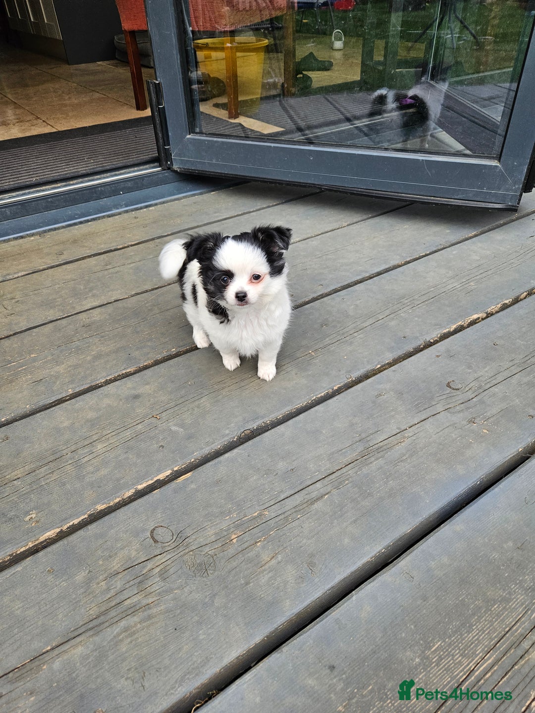 Chihuahua dogs for sale: Chihuahua  Tri-coloured,  - Image 1