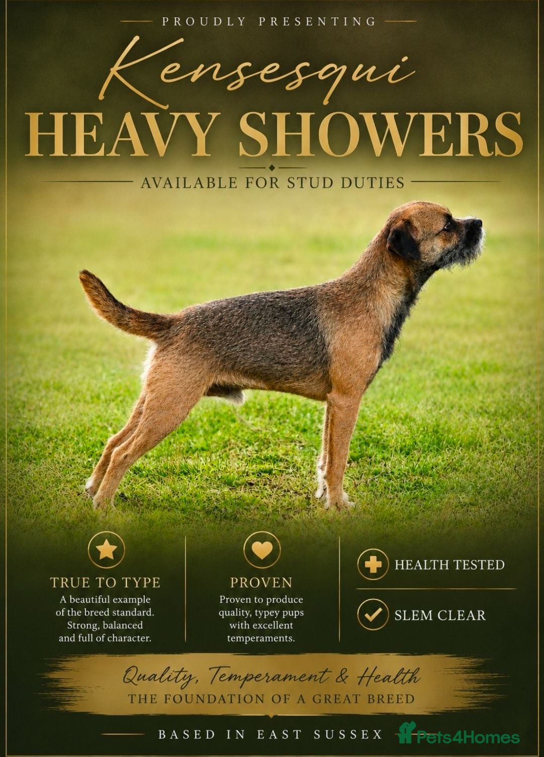 Border Terrier dogs K.c reg, Red Grizzle Border Terrier STUD ONLY - Advert 1