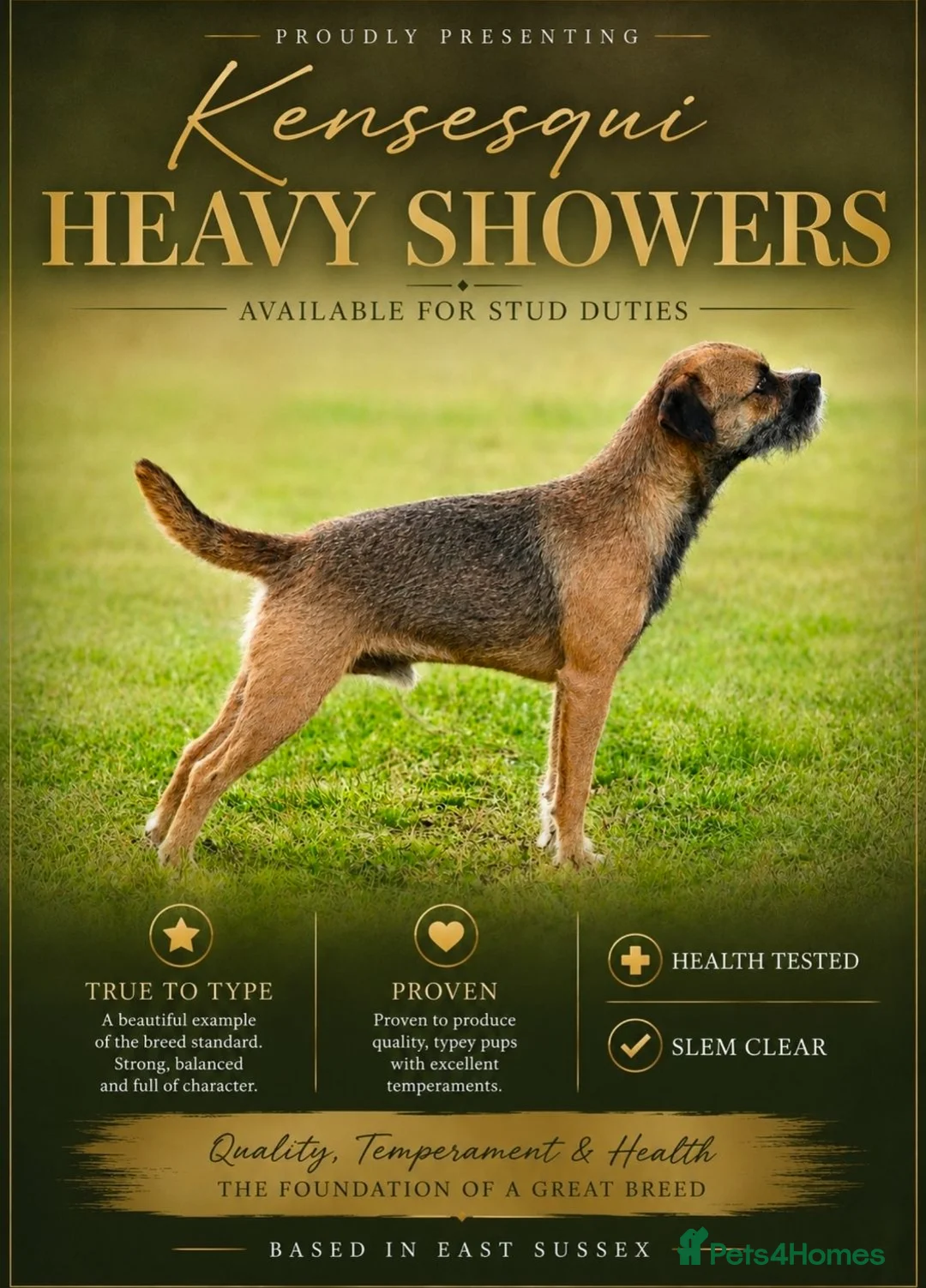 Border Terrier dogs for stud: K.c reg, Red Grizzle Border Terrier STUD ONLY - Advert 1