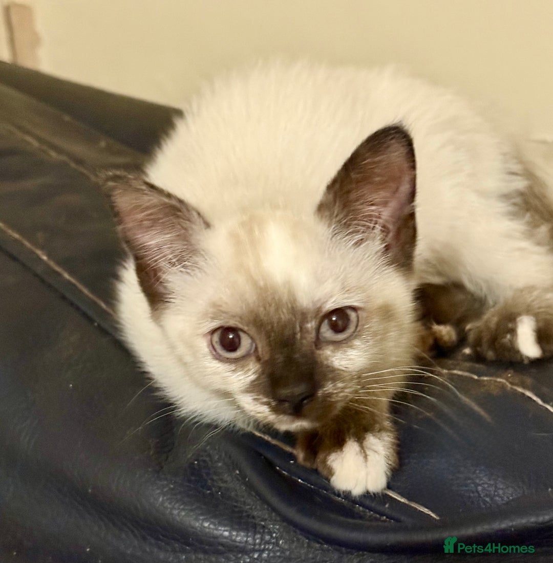 Ragdoll cats for sale: ADORABLE RAGDOLL POLYDACTYL KITTENS - READY NOW - Image 26