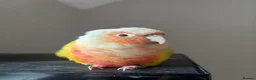 Conures birds for sale: 2 beautiful gccs looking for a new home - Advert 6