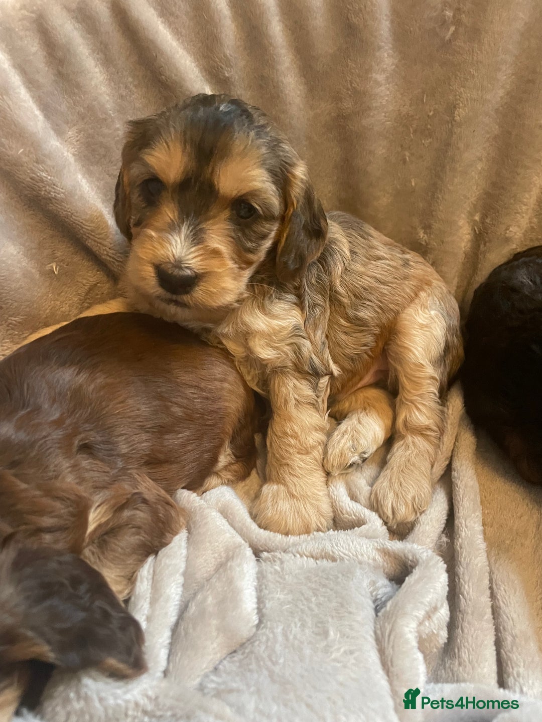 Cockapoo dogs for sale: Stunning sable cockapoos  - Advert 22