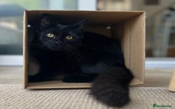 Domestic Shorthair cats for adoption: Mocha, 5 months old  - Image 1
