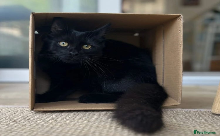 Domestic Shorthair cats - Advert 1