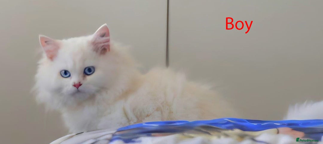 Persian cats for sale: persians all white 1 boy 2 girls - Advert 5