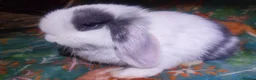 Mini Lop rabbits for sale: Baby Mini Lops - Advert 4