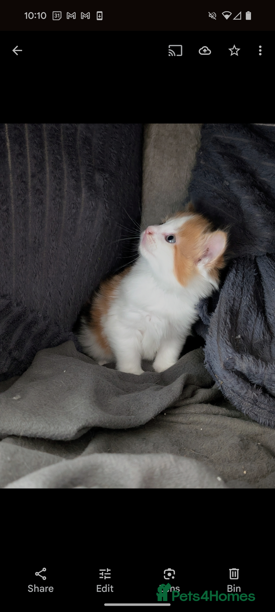 Mixed Breed cats for sale: Beautiful healthy kittens - ONLY 2 AVAILABLE 😍😍 - Image 10