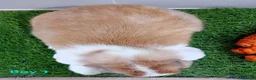 Mini Lop rabbits for sale: Mini Lop Baby Bunnies - Ready now!! - Advert 5