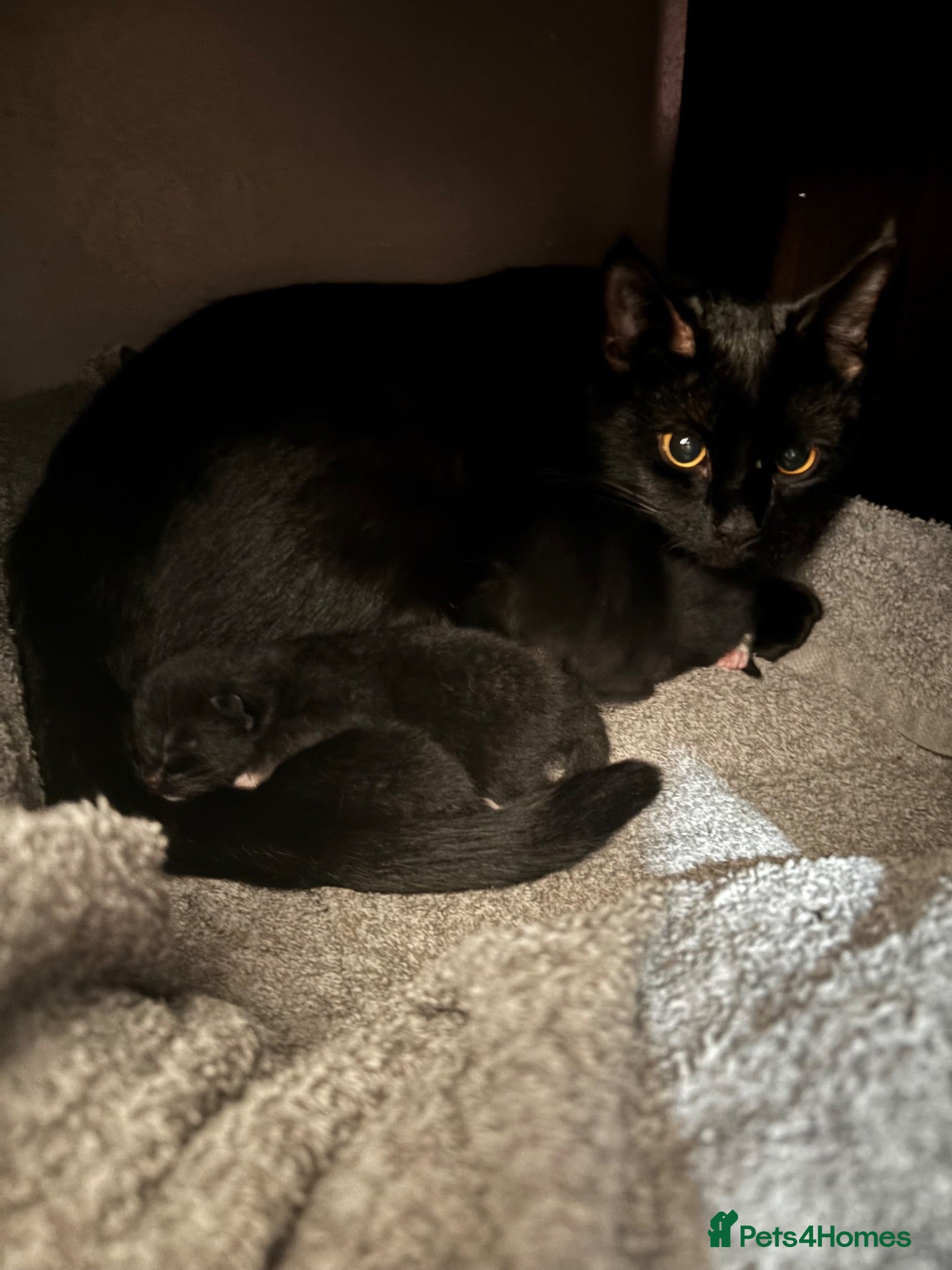 Mixed Breed cats Loving Black Female Kitten  - Advert 3