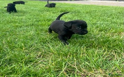 Labrador Retriever dogs for sale: Kc reg black working Labrador puppies  - Image 7
