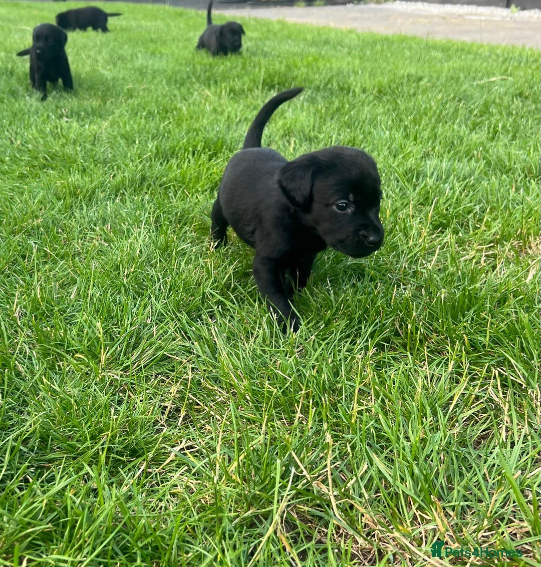Labrador Retriever dogs for sale: Kc reg black working Labrador puppies  - Image 7