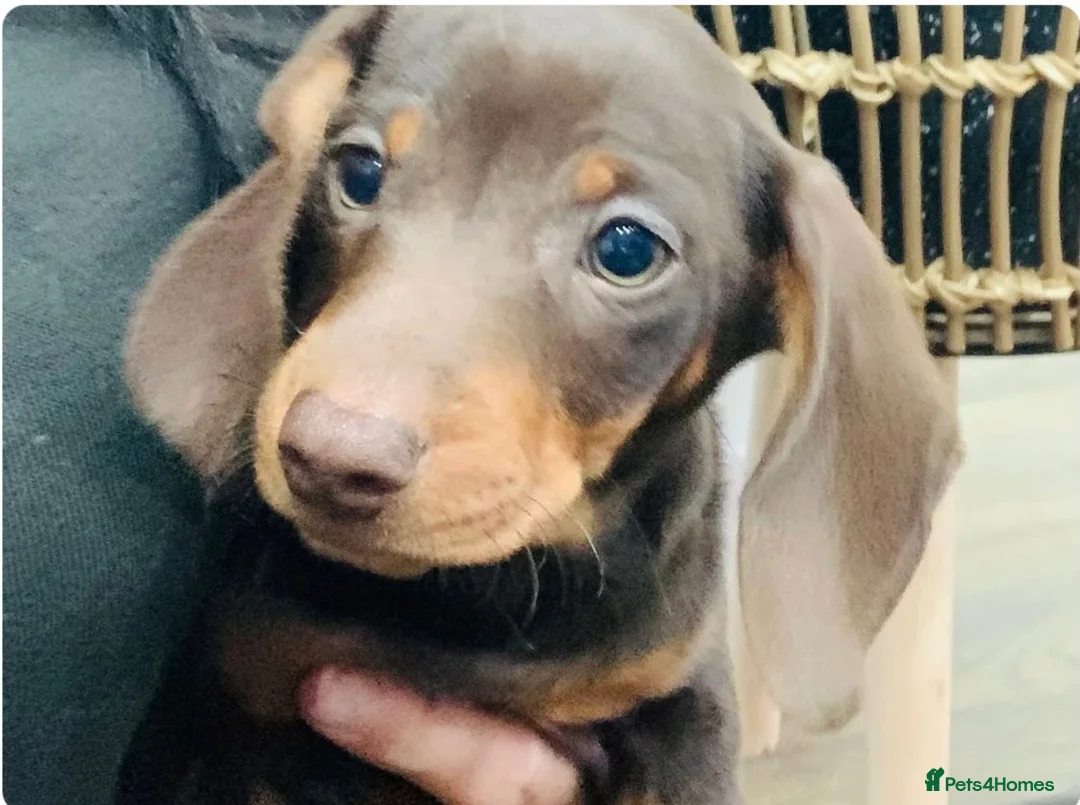 Miniature Dachshund dogs for sale: Beautiful Miniature Dachshund boy in Lincoln - Advert 2