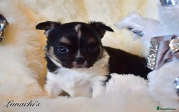 Chihuahua dogs for sale: Stunning long coat chihuahua puppies - Image 6