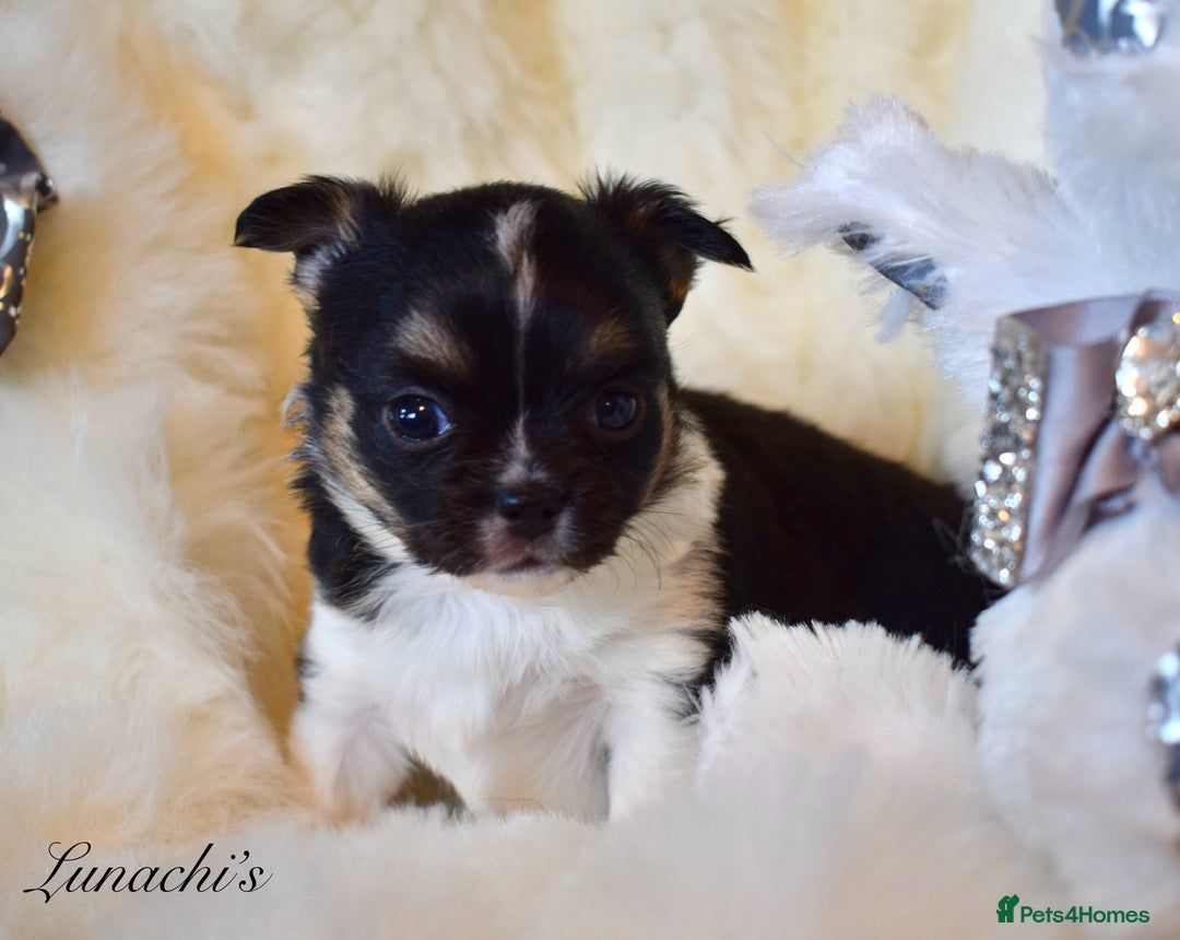 Chihuahua dogs for sale: Stunning long coat chihuahua puppies - Image 6