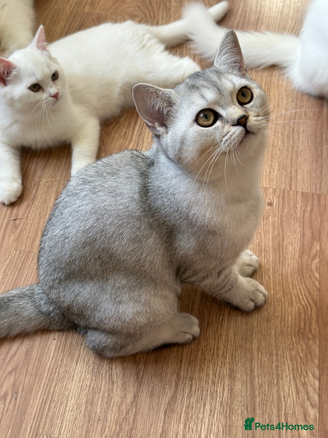 British Shorthair cats for sale: Gorgeous British Longhair & Shorthair Kittens - Advert 23