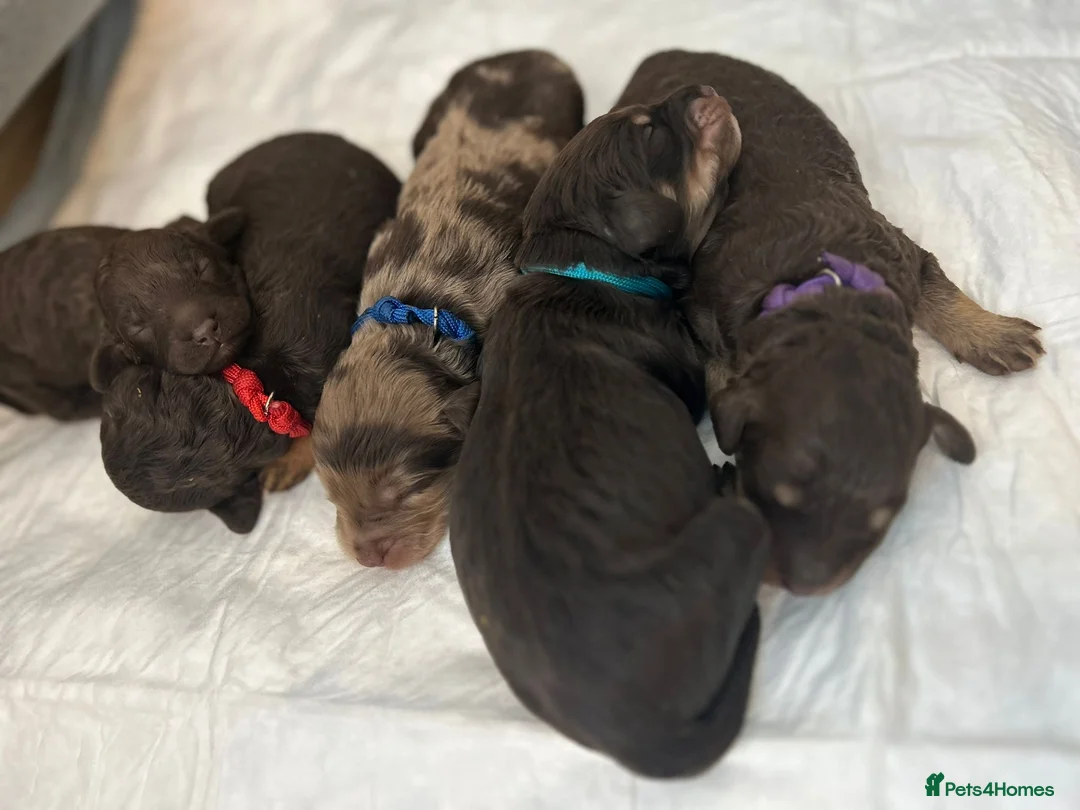 Cockapoo dogs for stud: F1 Red Cockapoo PROVEN Stud-Extensively DNA Tested in Stafford - Advert 22