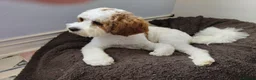 Cavapoo dogs for stud: Gorgeous rare white F1 Cavapoo - Advert 2