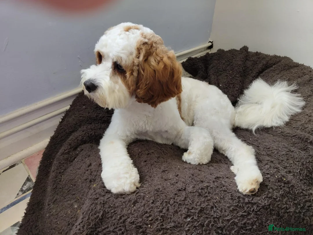 Cavapoo dogs for stud: Gorgeous rare white F1 Cavapoo - Advert 2