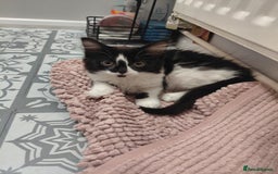 Mixed Breed cats for sale: 2 female kittens - Image 4