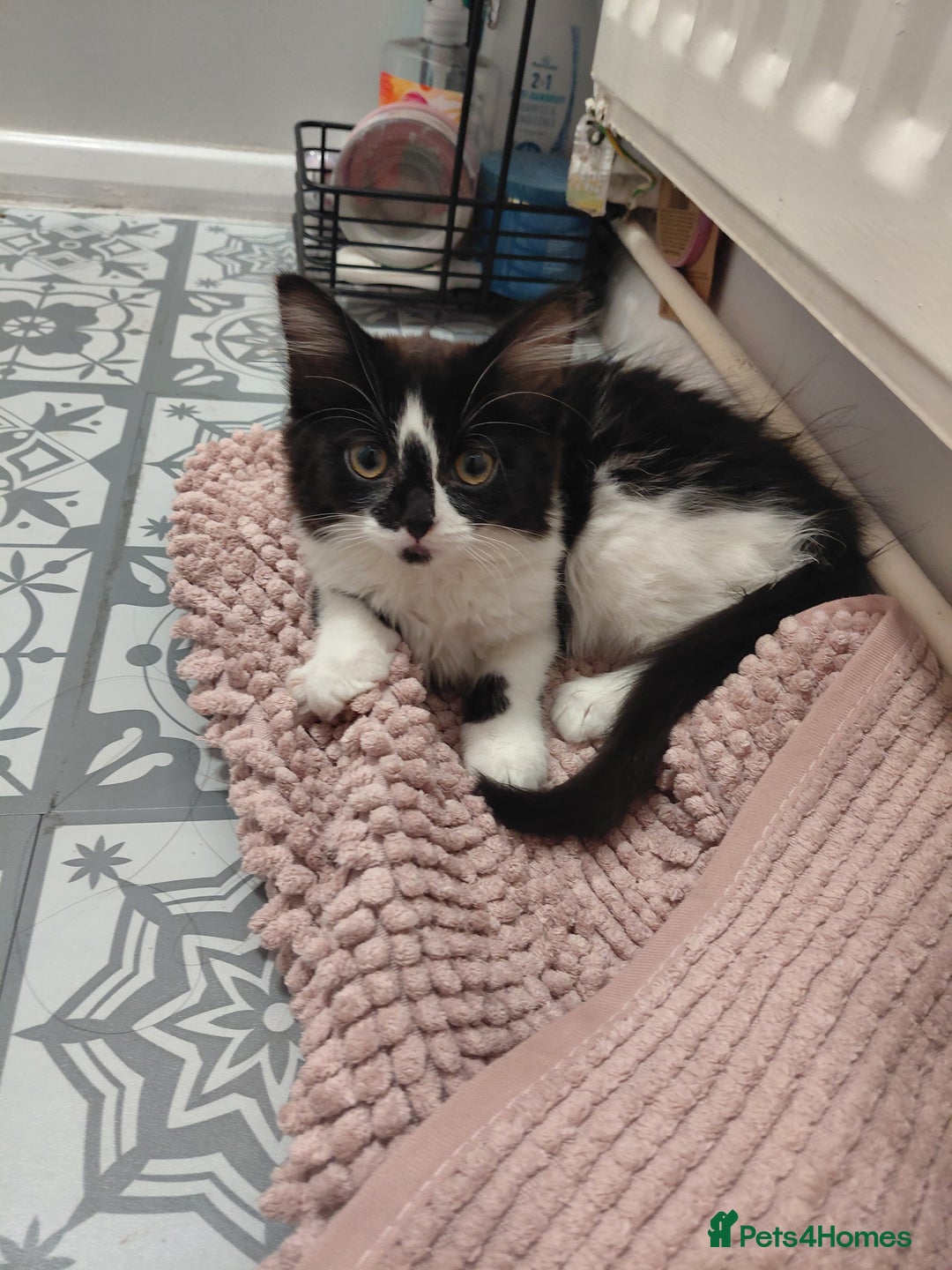 Mixed Breed cats for sale: 2 female kittens - Image 4