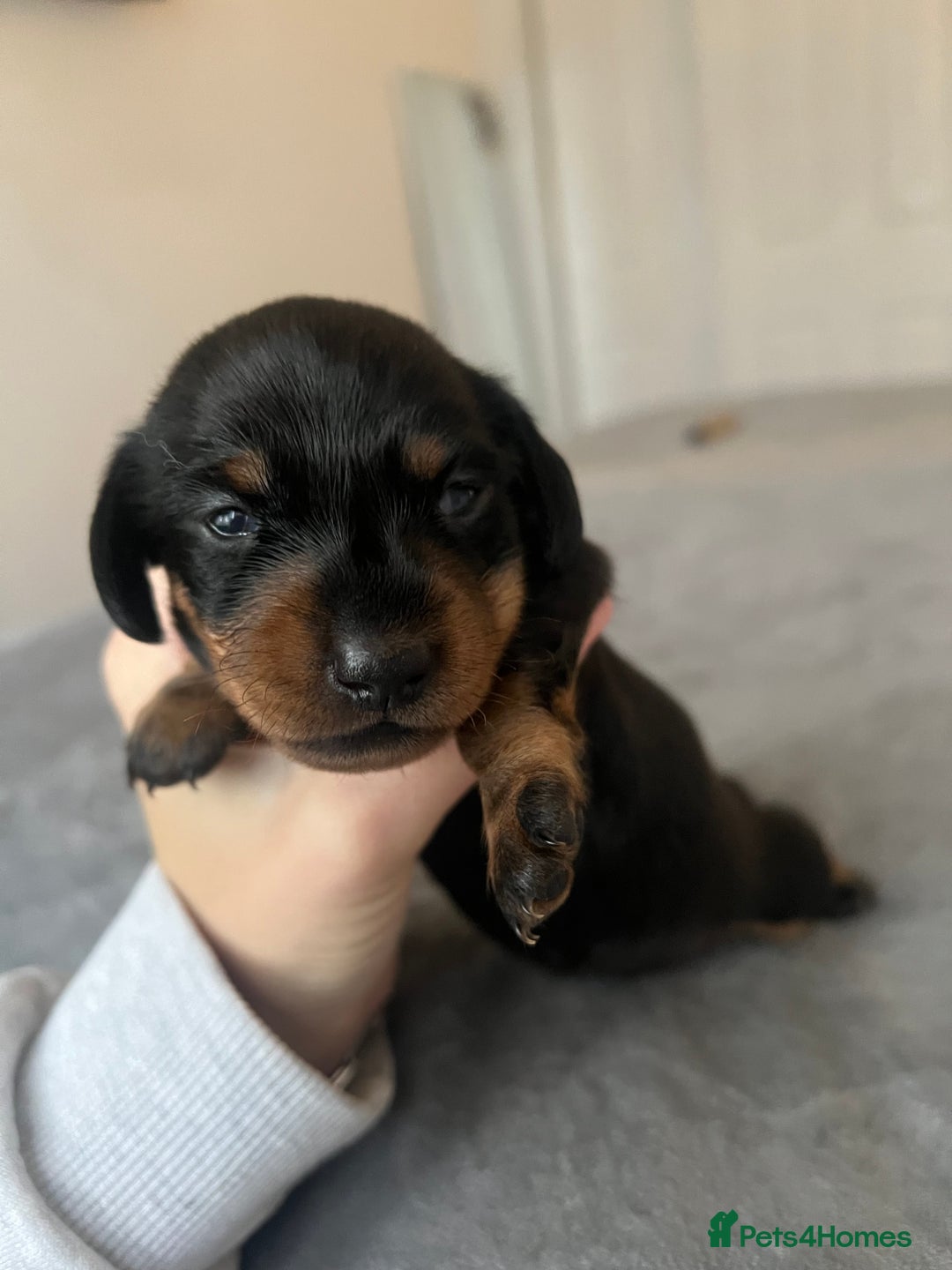 Dachshund dogs for sale: Female Dacshunds - Advert 1