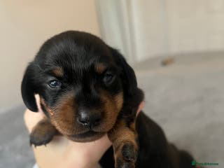 Dachshund dogs Female Dacshunds - Advert 1