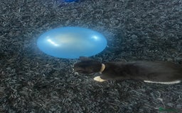 Mixed Breed cats for sale: 2 male 2 female kittens - Image 8