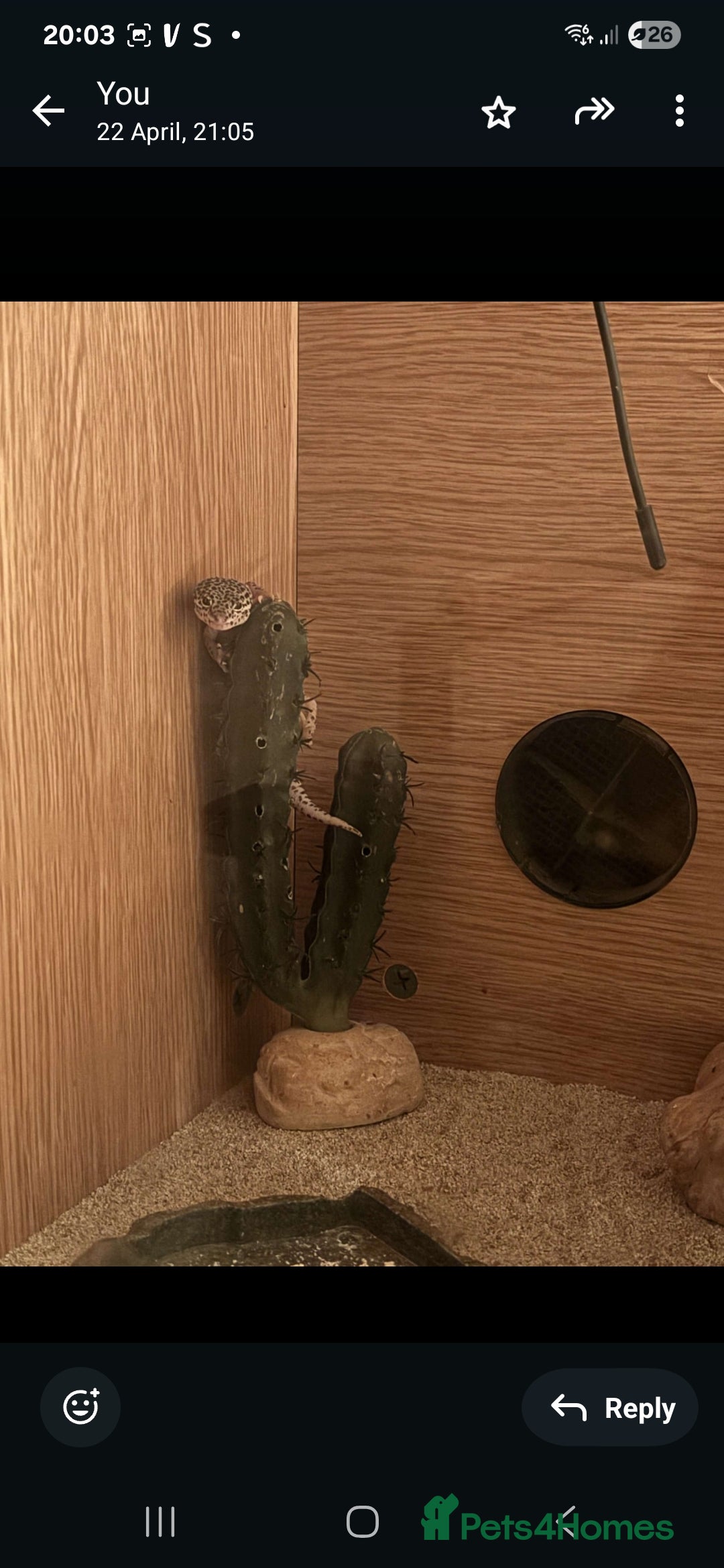 Gecko reptiles for sale: Leopard geko - Image 2