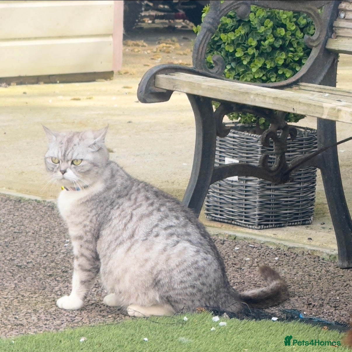 British Shorthair cats Stunning British shorthair female  - Advert 9