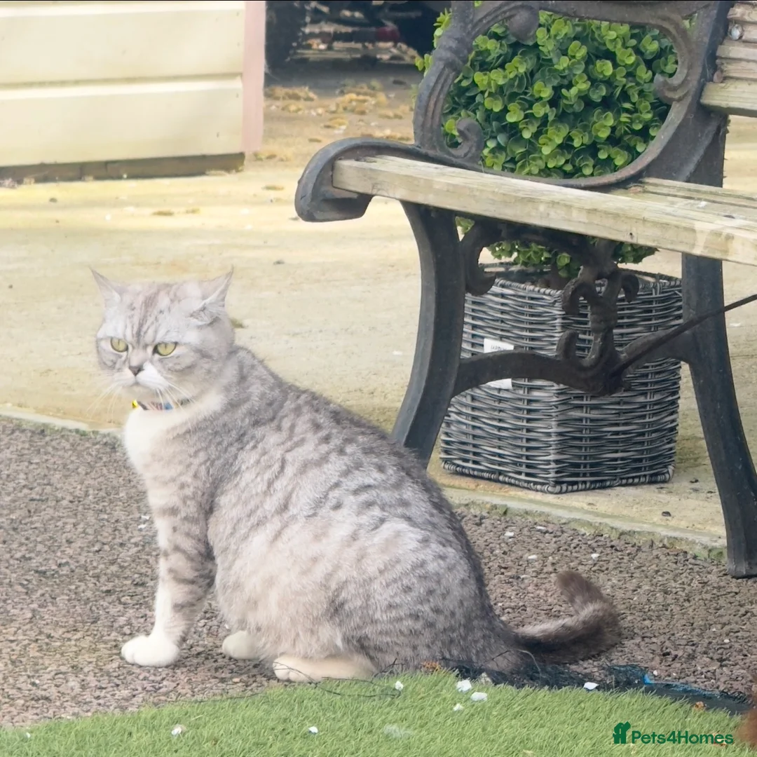 British Shorthair cats for sale: Stunning British shorthair female  - Advert 1