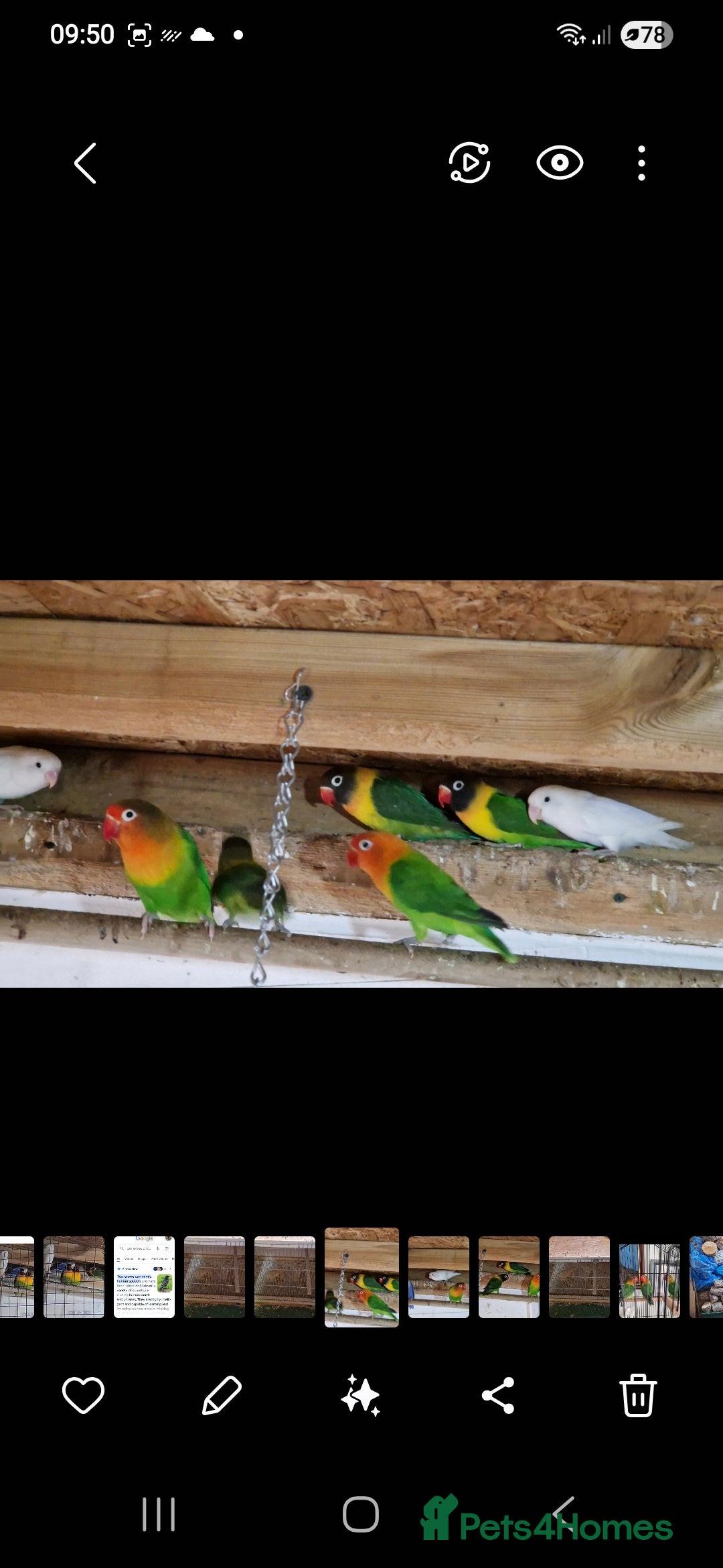 Lovebirds birds for sale: 4 pairs lovebirds - Advert 7