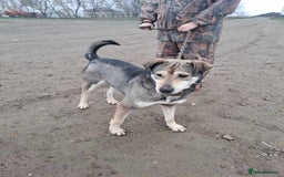 Mixed Breed dogs for adoption: Shirley - Norwich Norfolk  - Image 23
