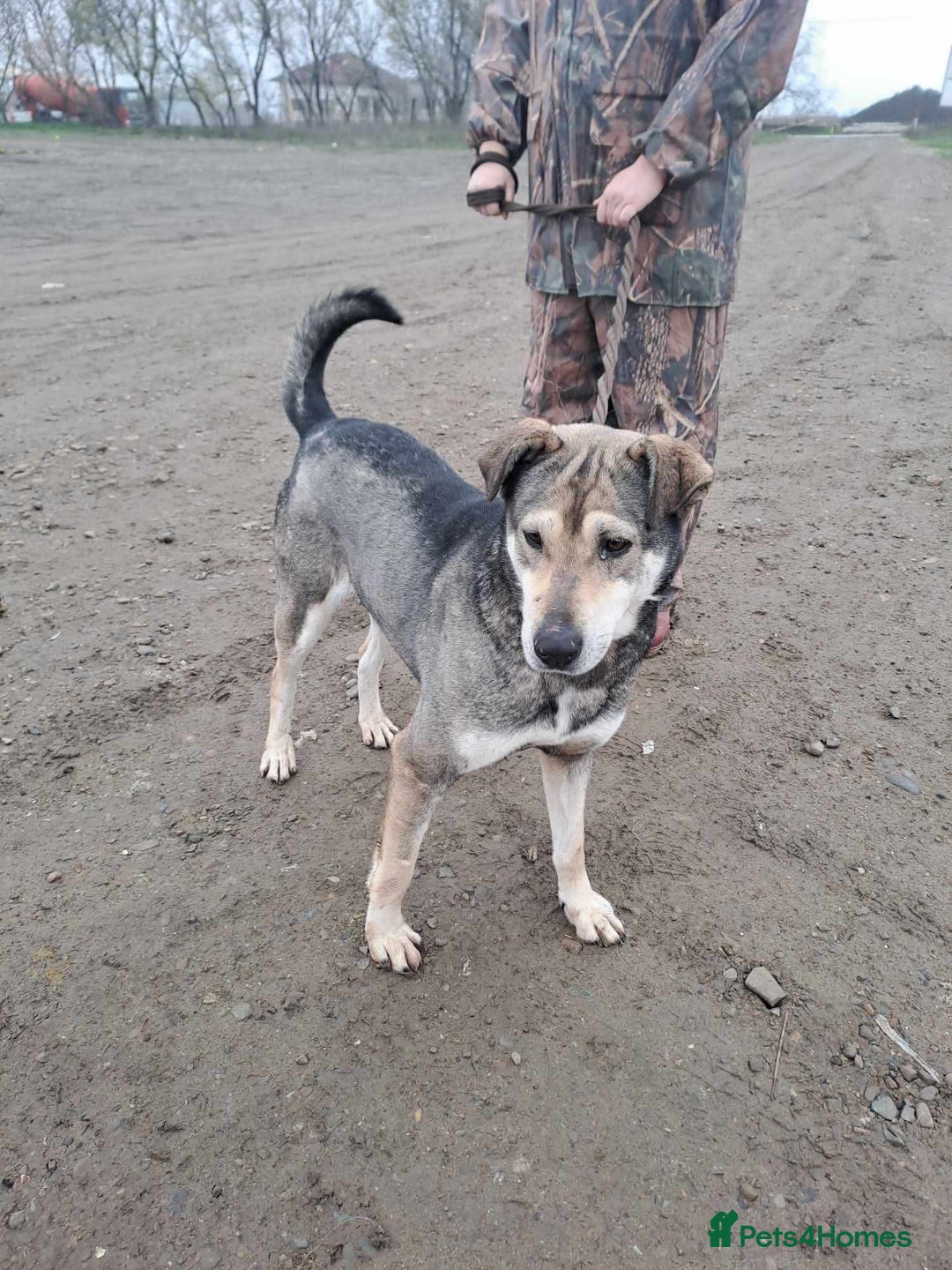 Mixed Breed dogs for adoption: Shirley - Norwich Norfolk  - Image 23