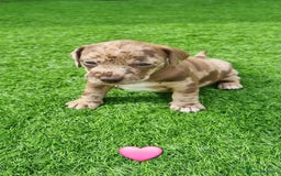 Mixed Breed dogs for sale: Patterdale cross minature daschound  - Image 8