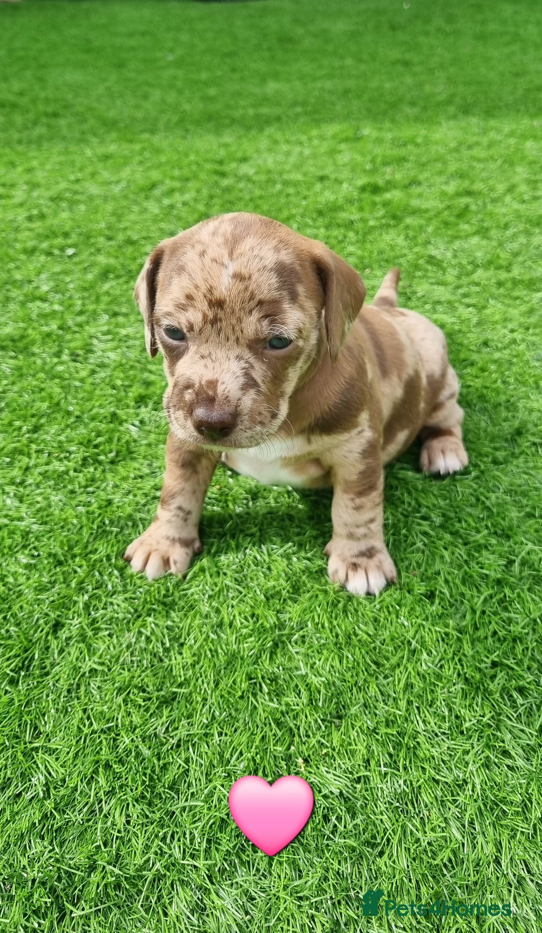 Mixed Breed dogs for sale: Patterdale cross minature daschound  - Image 8
