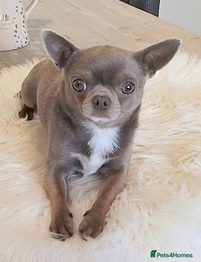 Chihuahua dogs KC reg-Health tested-PROVEN  - Advert 2