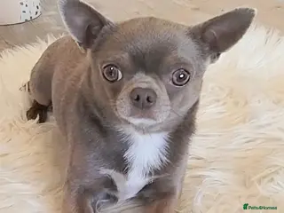 Chihuahua dogs KC reg-Health tested-PROVEN - Advert 2