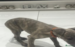 Whippet dogs for sale: 9 weeksold blue whippets ready to leave  - Image 7