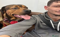 American Bull Staffy dogs for stud: Crash Bandicoot Staffweiler e ATAT d DNA tested ✅✅ - Image 30