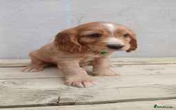 Cocker Spaniel dogs for sale: (Reduced) Last male Cocker spaniel available - Image 2