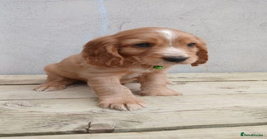 Cocker Spaniel dogs - Advert 16