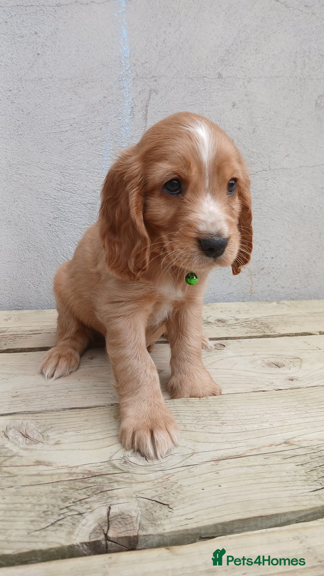 Cocker Spaniel dogs for sale: (Reduced) Last male Cocker spaniel available - Image 2