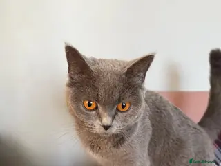 British Shorthair cats lovely british short hair - Advert 4