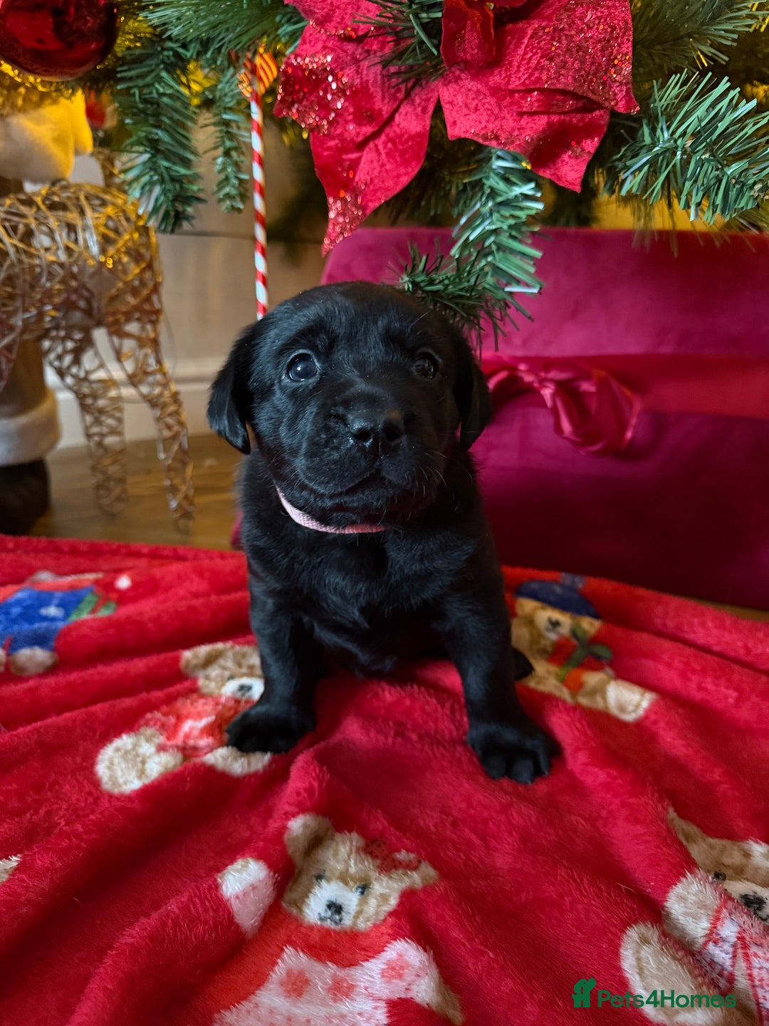 Labrador Retriever dogs for sale: (REDUCED) KC registered Labradors  - Advert 24