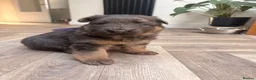 German Shepherd dogs for sale: Blue/Tan Puppies  in Dartford - Advert 33