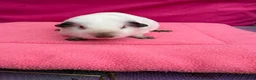 Guinea Pig rodents for sale: Californian & Himalayan - Boars & Sows - Advert 6