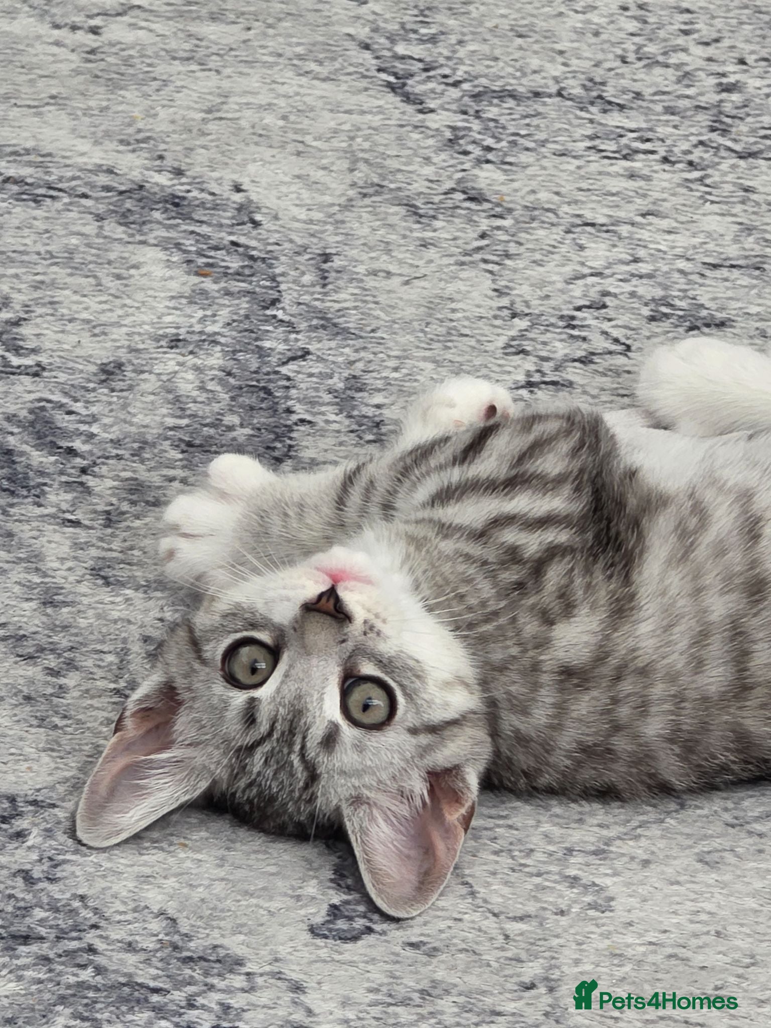 Domestic Shorthair cats Meet Snowflake  - Advert 2