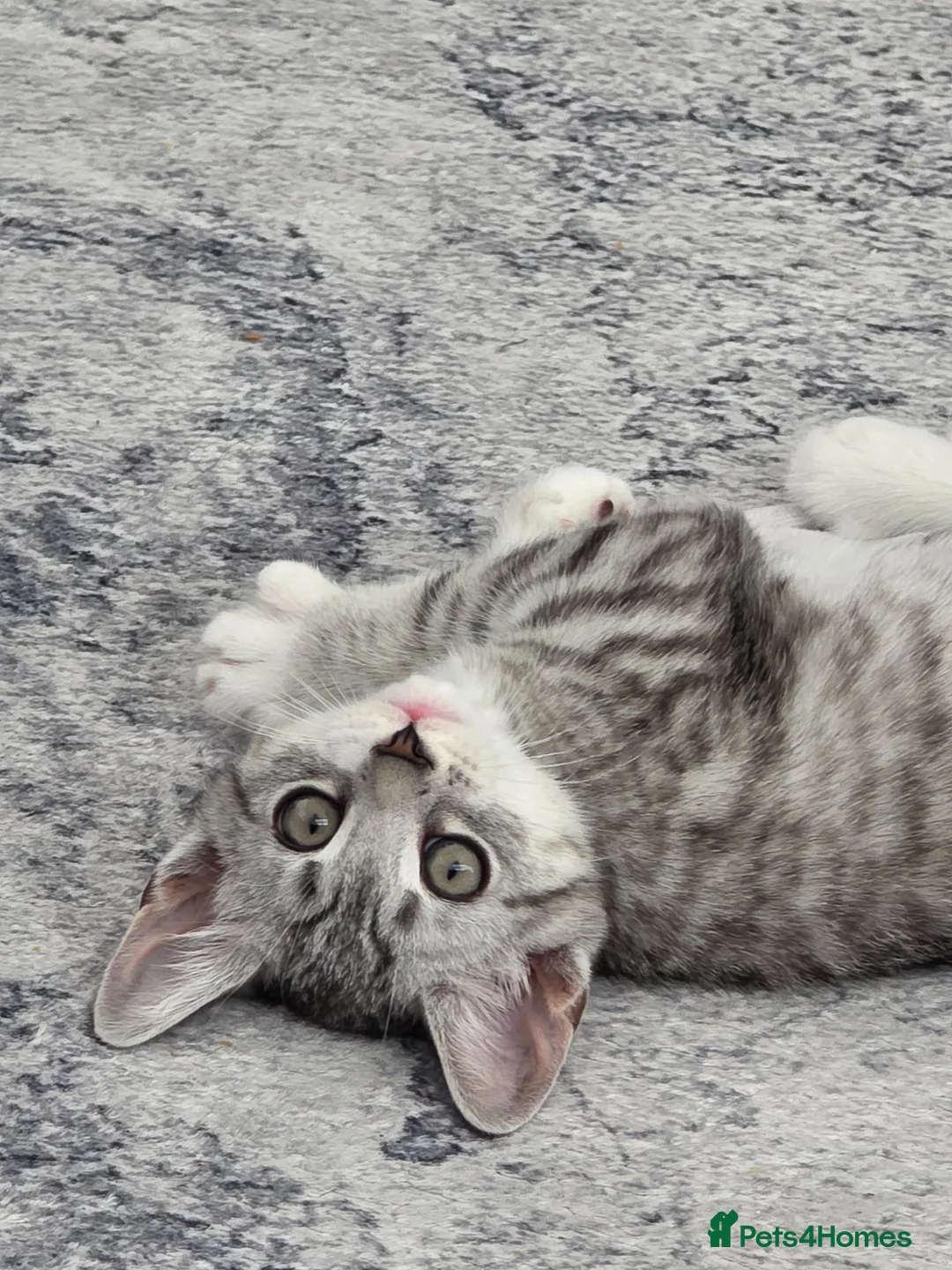Domestic Shorthair cats for sale: Meet Snowflake  in Harrow - Advert 1