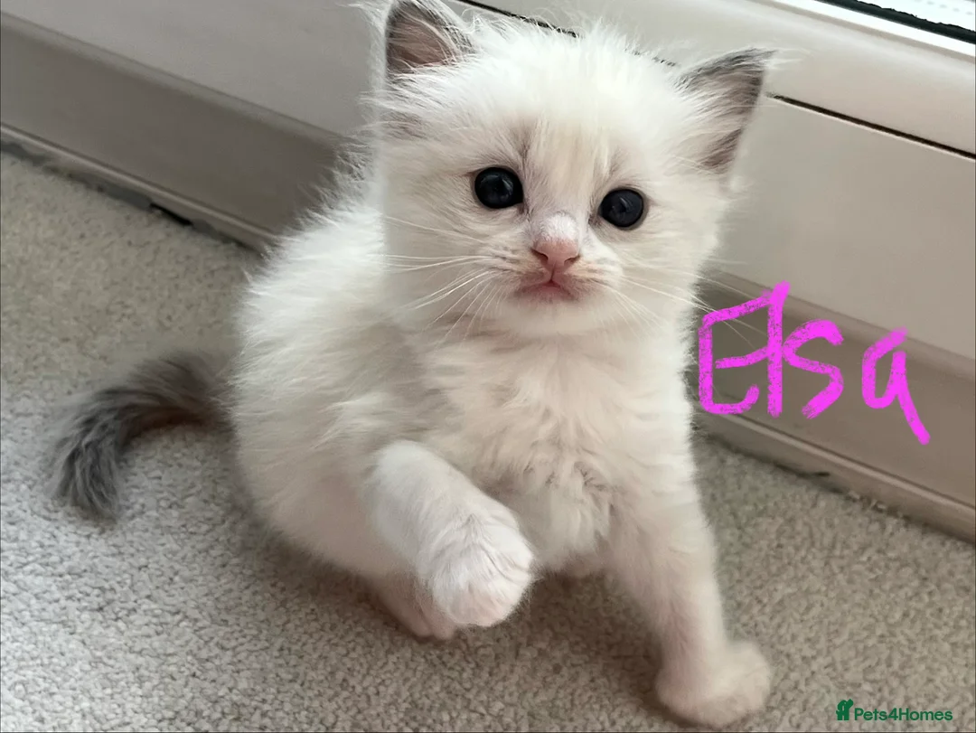 Ragdoll cats for sale: Pure ragdoll GCCF mom’s kittens for sale - Advert 27