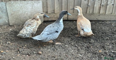Ducks poultry - Advert 2